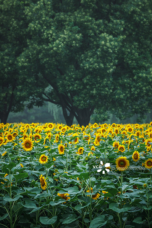 向日葵图片素材