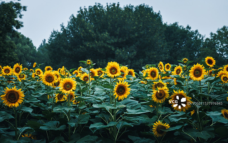 向日葵图片素材