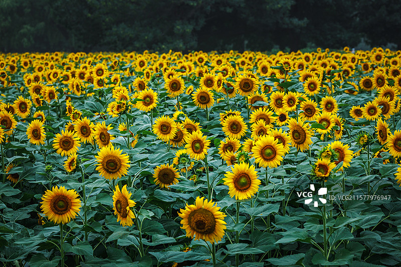 向日葵图片素材