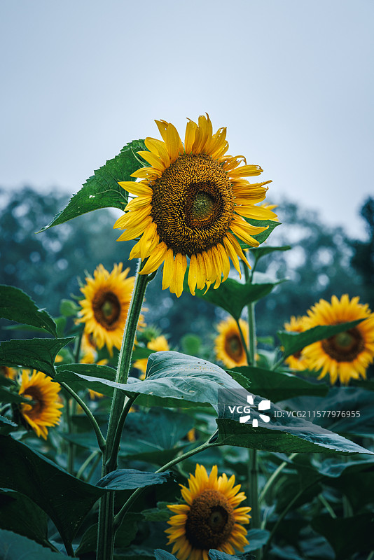 向日葵图片素材