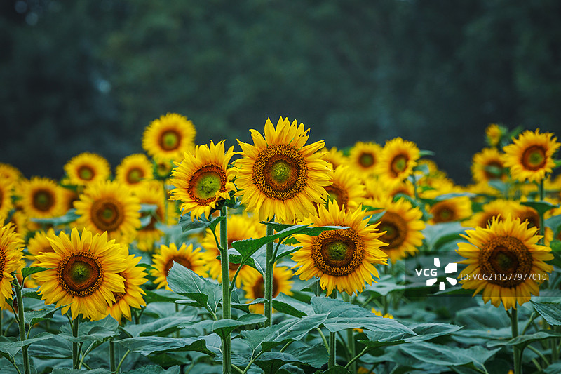 向日葵图片素材