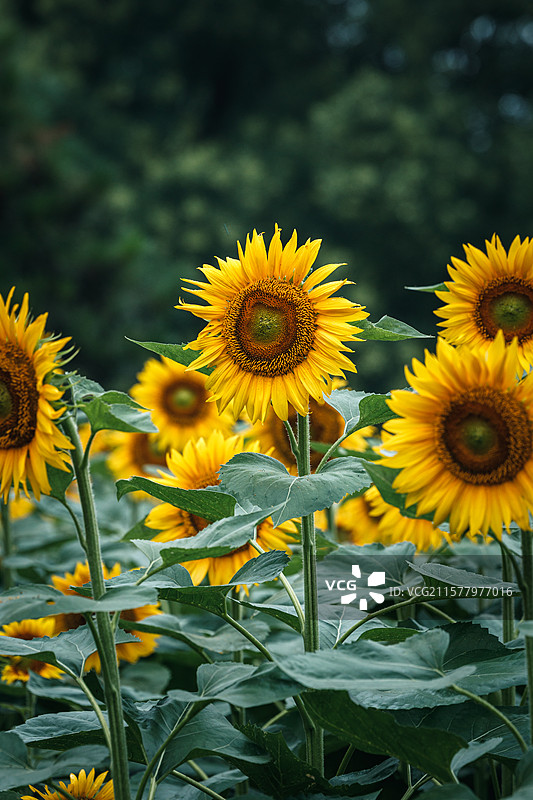 向日葵图片素材