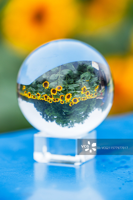 向日葵图片素材