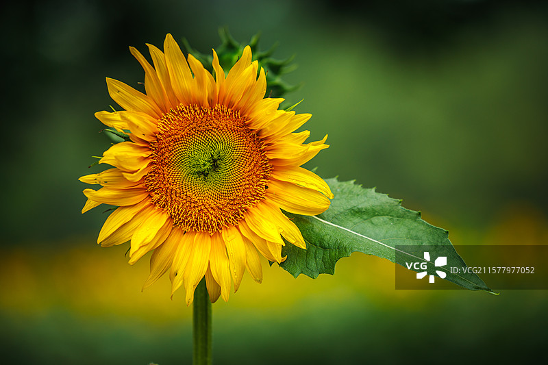 向日葵图片素材