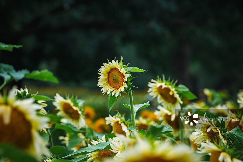 向日葵图片素材