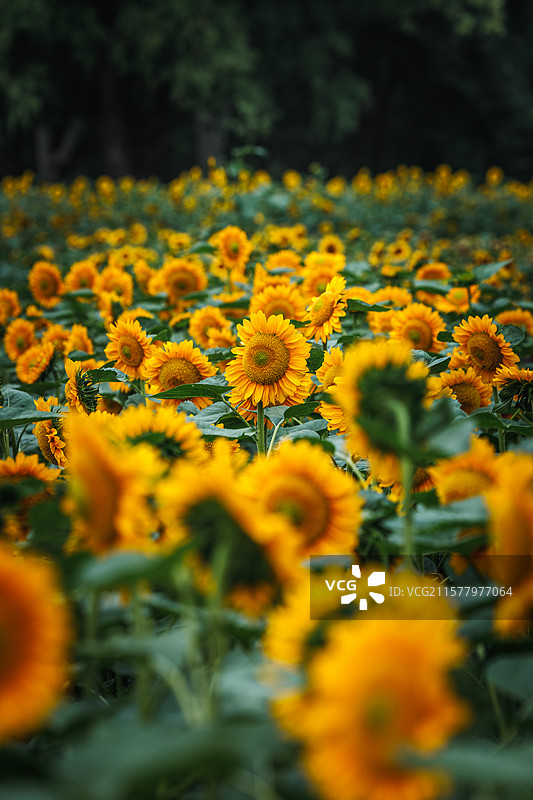 向日葵图片素材