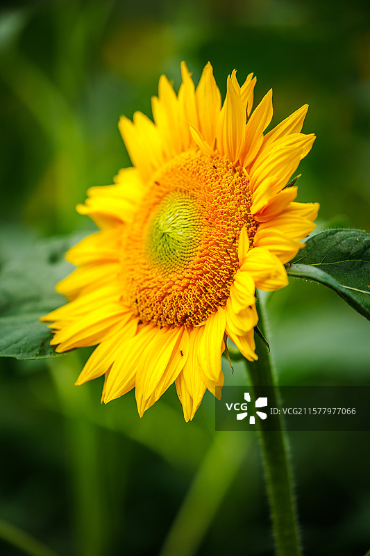 向日葵图片素材