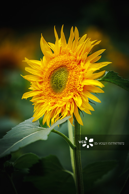 向日葵图片素材