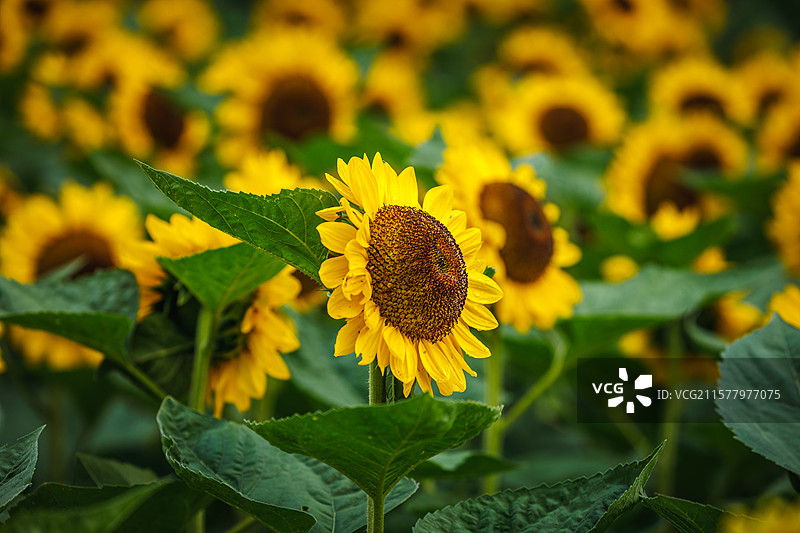 向日葵图片素材