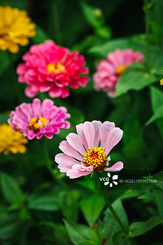 花与花图片素材