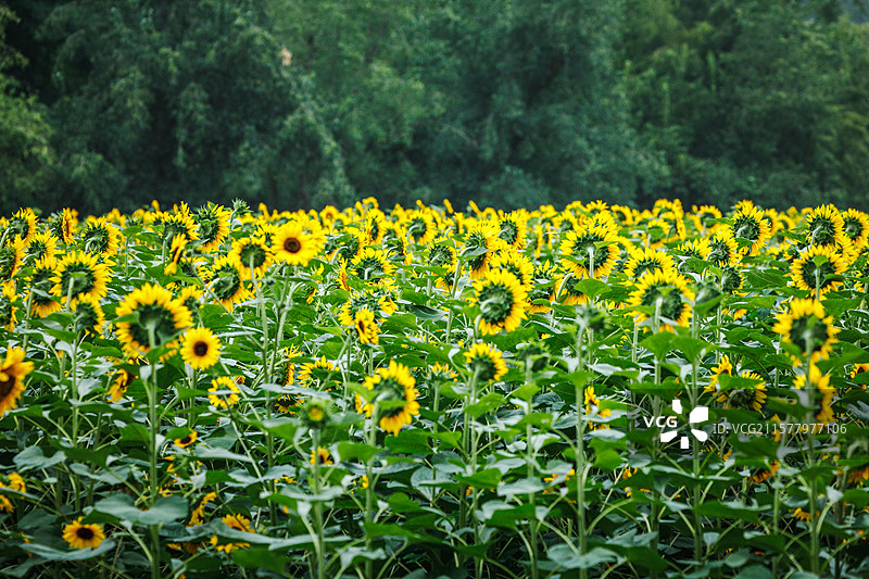 向日葵图片素材