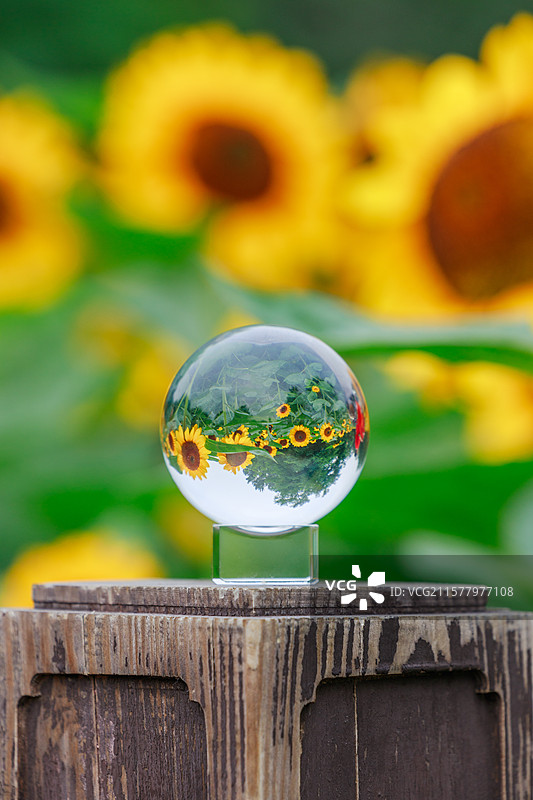 向日葵图片素材