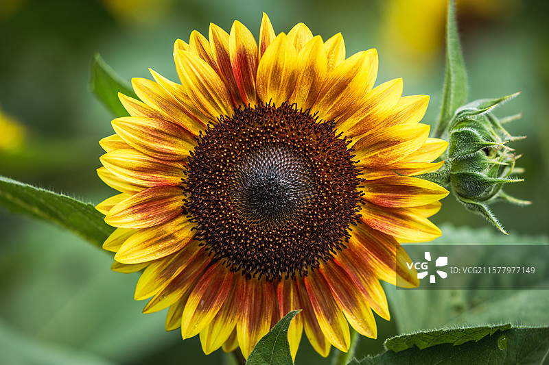 向日葵图片素材