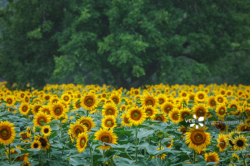 向日葵图片素材