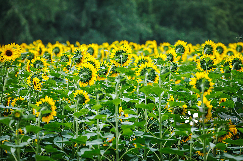 向日葵图片素材