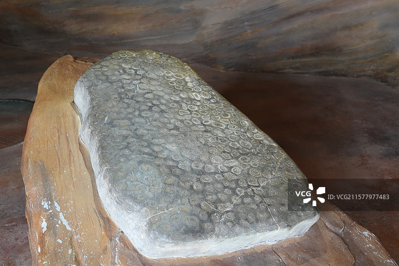 叠层石 蓝藻化石图片素材