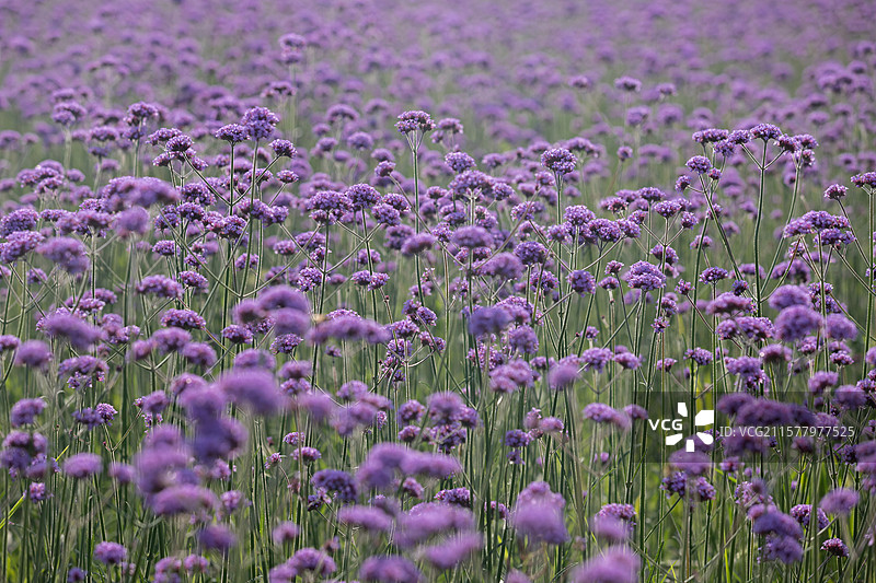 紫色马鞭草图片素材