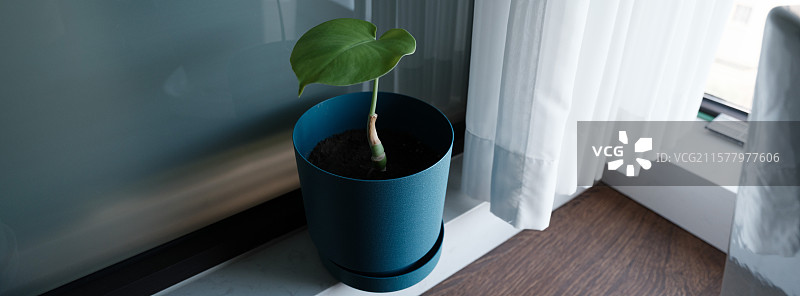 居家 生活 绿植 摆件 品茗图片素材