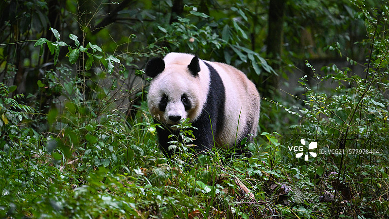 树林里的大熊猫图片素材