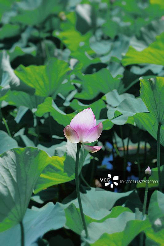 荷花-无锡管社山庄图片素材