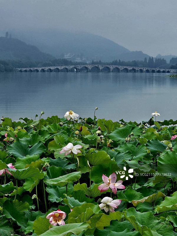 烟雨湘湖喜迎荷花盛开（杭州湘湖定山广场）图片素材