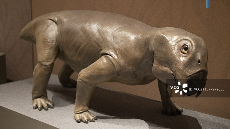 古脊椎动物二齿兽 内蒙古博物院图片素材