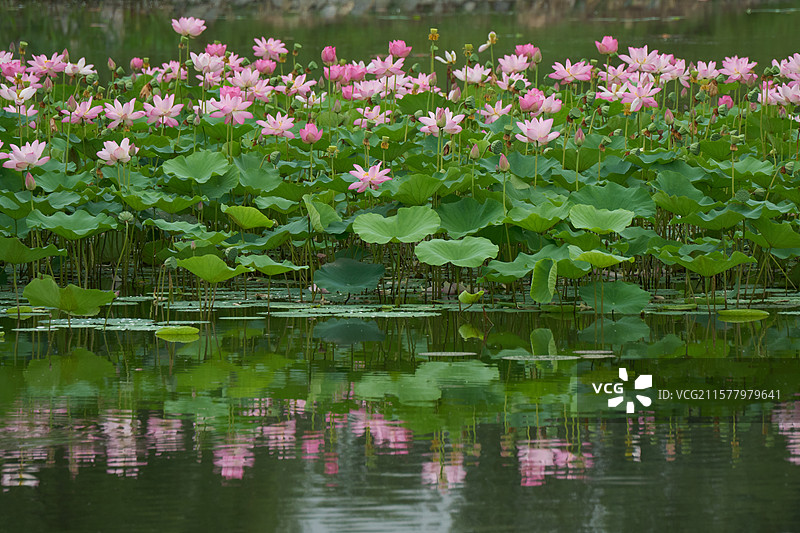 一亩园公园荷塘荷花图片素材