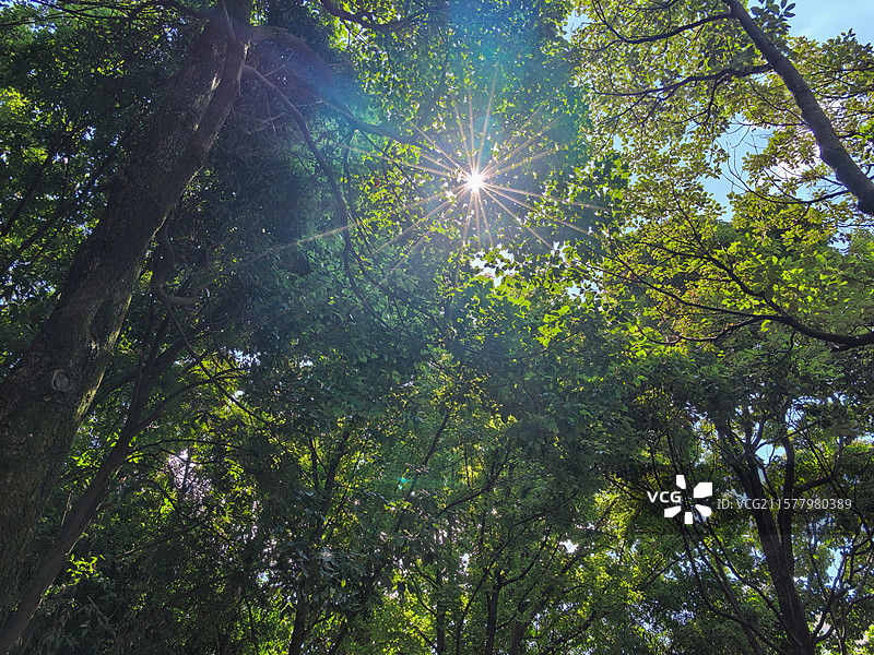 森林中阳光透过树木的低角度视图图片素材
