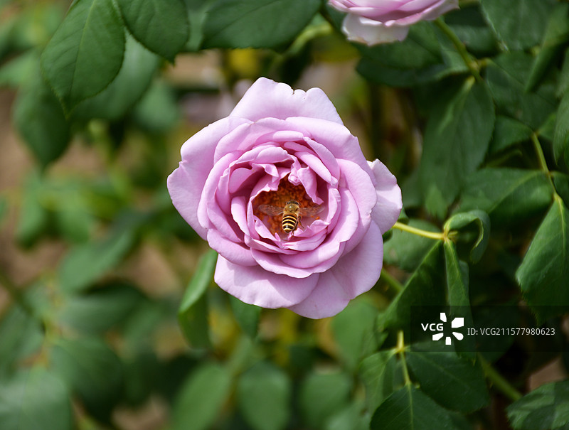 上海南码头月季花盛开时蜜蜂赶来采集花粉图片素材