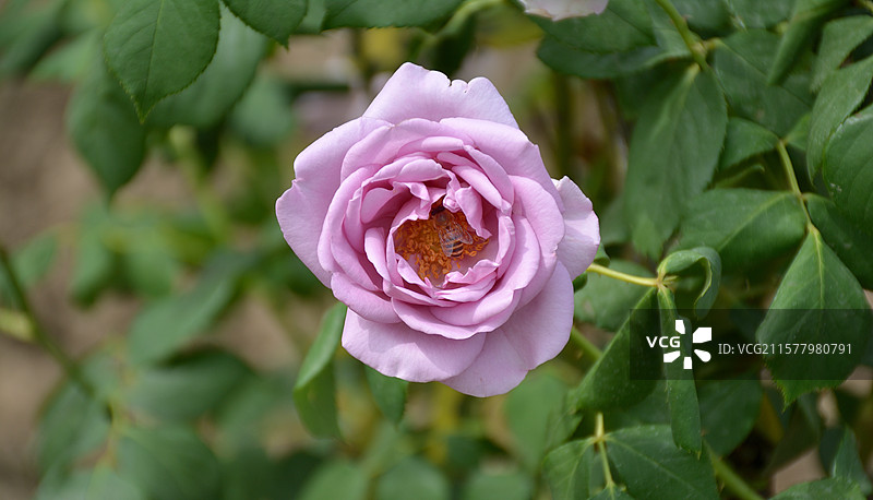上海南码头月季花盛开时蜜蜂赶来采集花粉图片素材