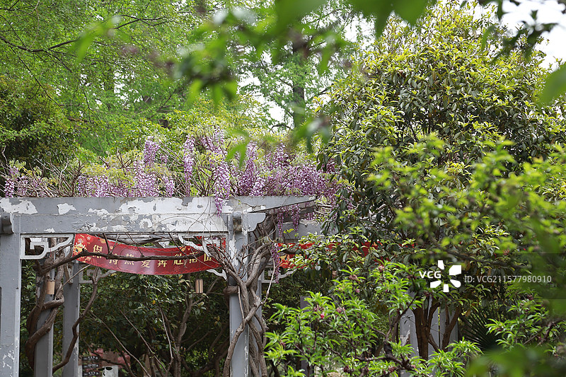 镇江南山文苑紫藤花开图片素材