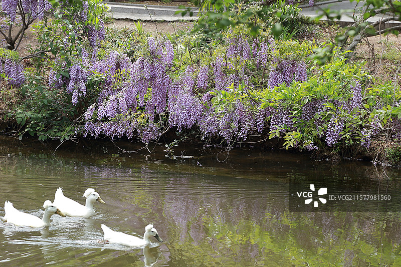 镇江南山文苑紫藤与凤头白鸭图片素材