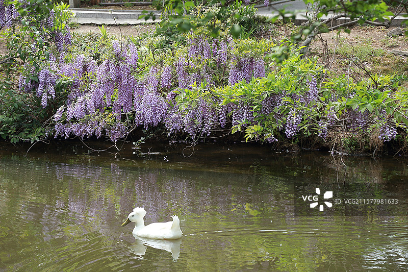 镇江南山文苑紫藤与凤头白鸭图片素材