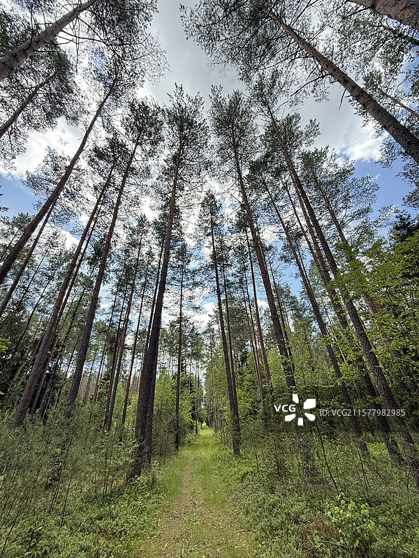 明斯克乡村树林图片素材