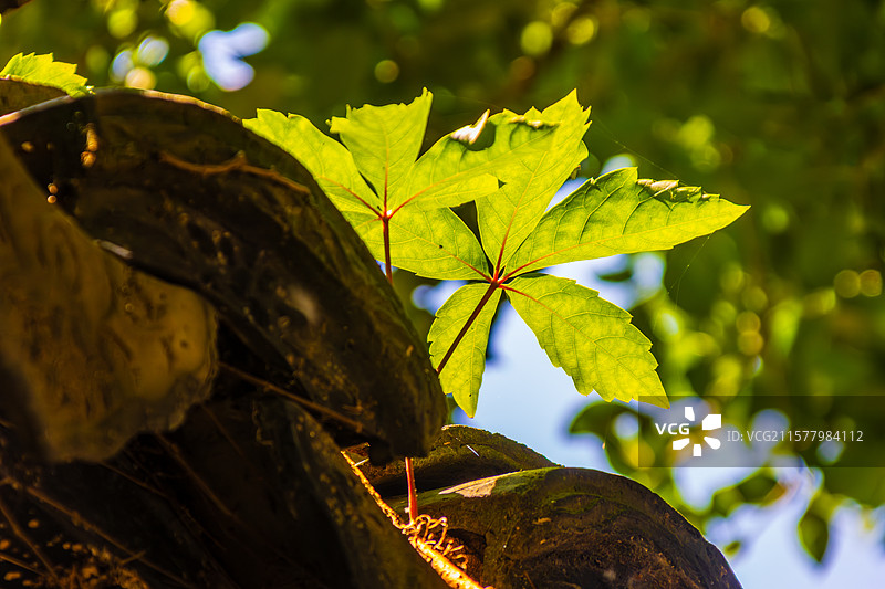 夏日阳光-周庄张厅图片素材