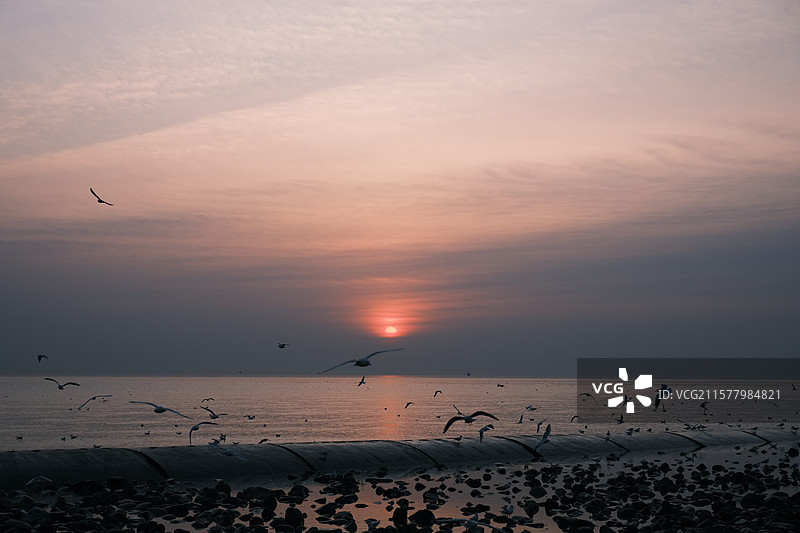 天津东疆亲海公园海鸥日出日落图片素材