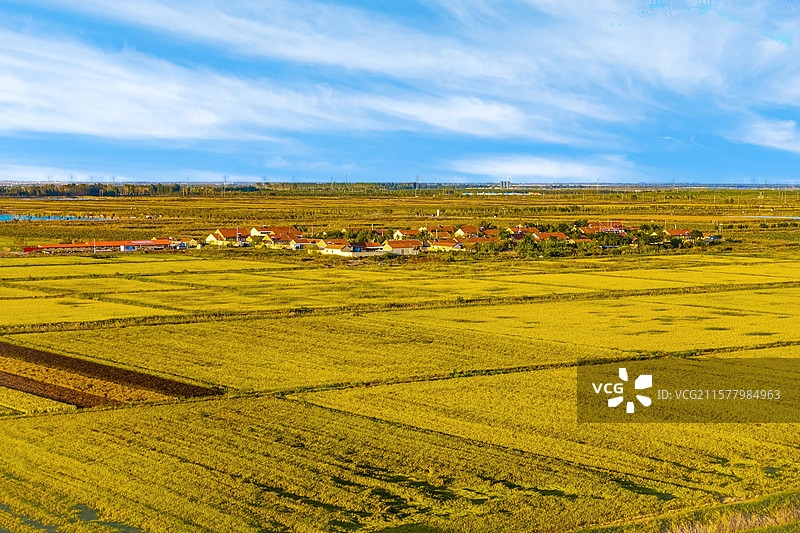 稻田画 谷穗 稻谷 稻田 金色 绿叶 早晨 植物 大米 收获 农作物 山东永安 田园风光 天空 房屋图片素材