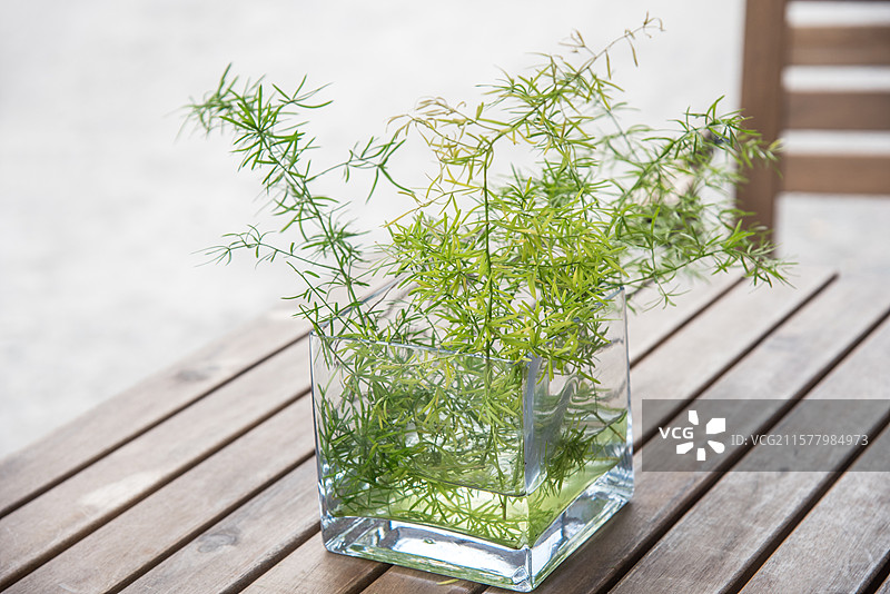 杯子里的一株天门冬植物图片素材