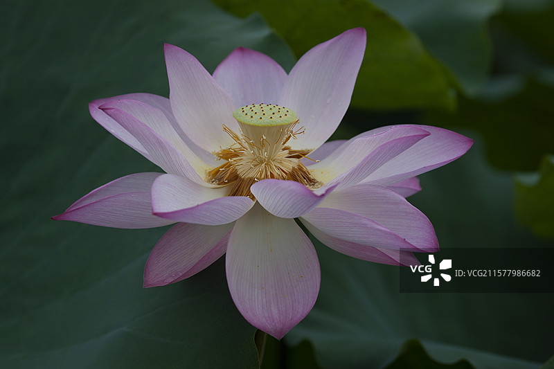 一朵盛开的完美莲花台型态荷花图片素材