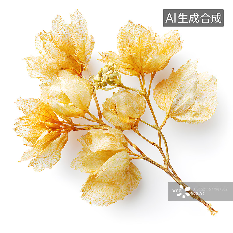 【AI数字艺术】AIGC：风干的菩提花图片素材