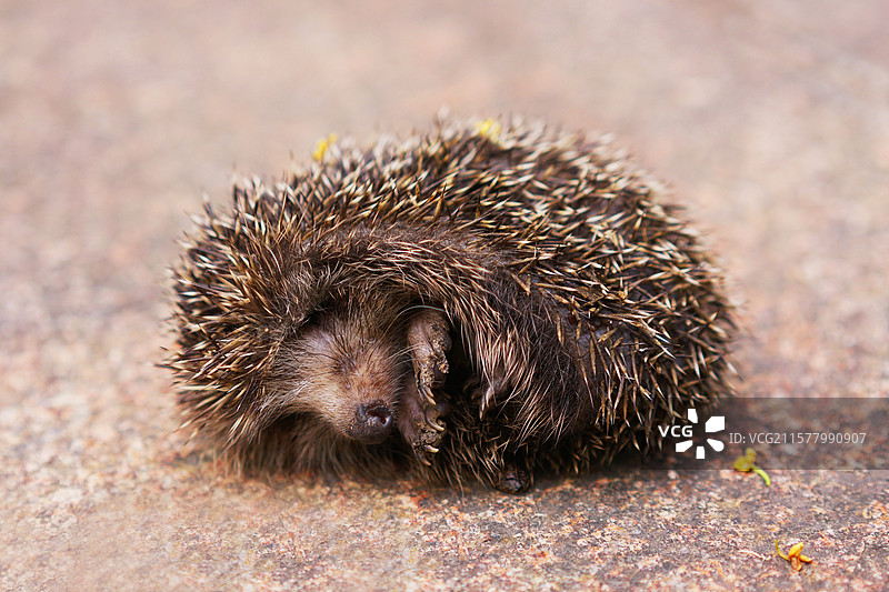 惊慌装死的小刺猬图片素材
