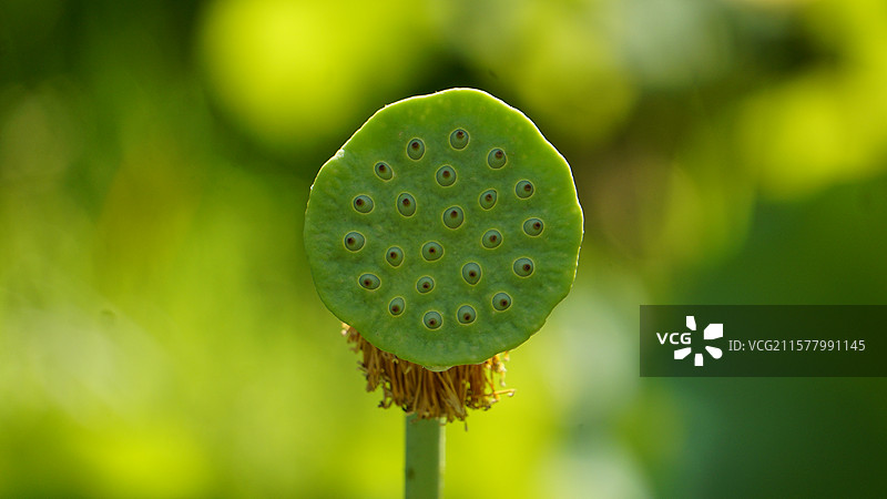 莲蓬的正面特写图片素材