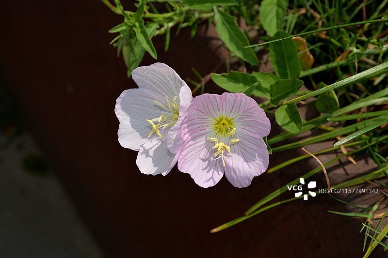 南码头月见草花开了图片素材