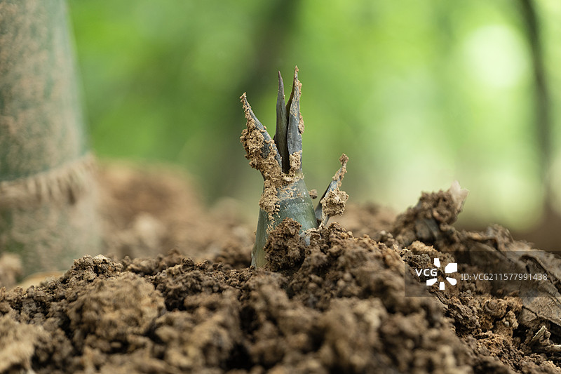 佛山张槎沙口笋图片素材
