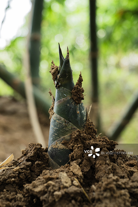 佛山张槎沙口笋图片素材