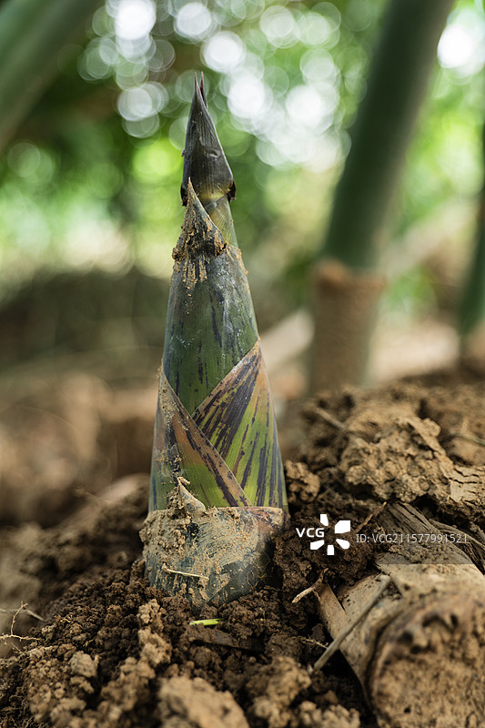 佛山张槎沙口笋图片素材