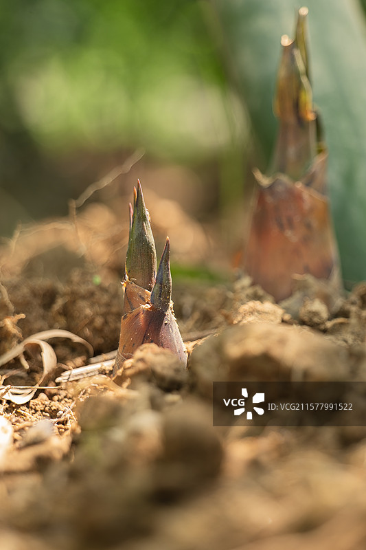 佛山张槎沙口笋图片素材