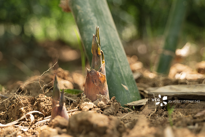 佛山张槎沙口笋图片素材