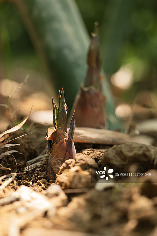 佛山张槎沙口笋图片素材