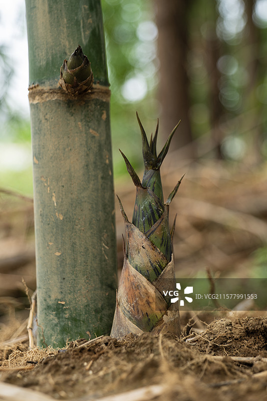 佛山张槎沙口笋图片素材